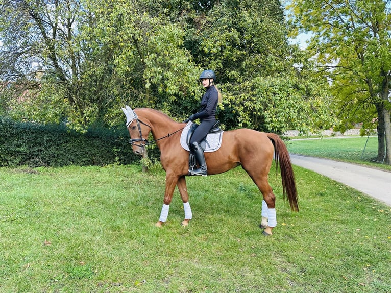 German Sport Horse Mare 6 years 17 hh Chestnut-Red in Müncheberg