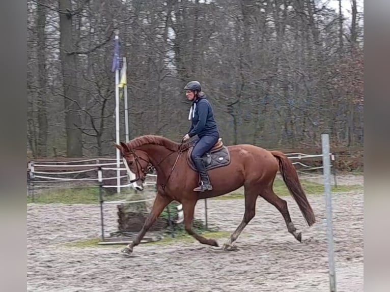 German Sport Horse Mare 6 years 17 hh Chestnut-Red in Braunschweig