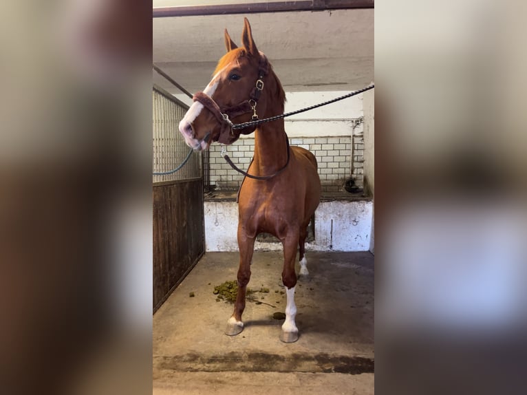 German Sport Horse Mare 6 years 17 hh Chestnut-Red in Neuruppin
