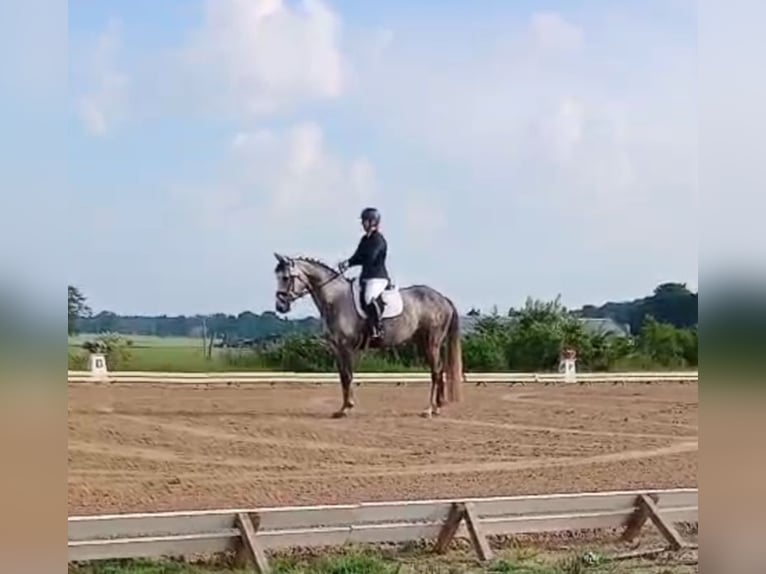 German Sport Horse Mare 6 years 17 hh Grey in Perleberg