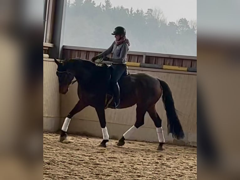 German Sport Horse Mare 6 years 17 hh Smoky-Black in Arnstorf