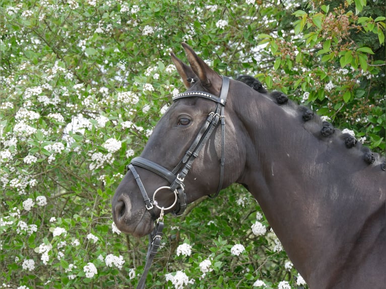 German Sport Horse Mare 6 years Black in Augustusburg