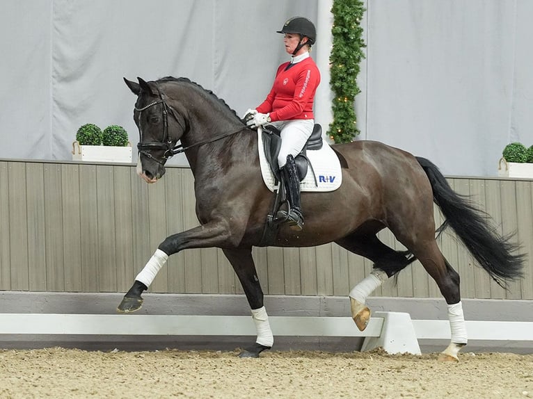 German Sport Horse Mare 6 years Black in Münster-Handorf