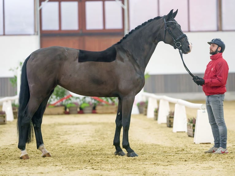 German Sport Horse Mare 6 years Black in Münster-Handorf