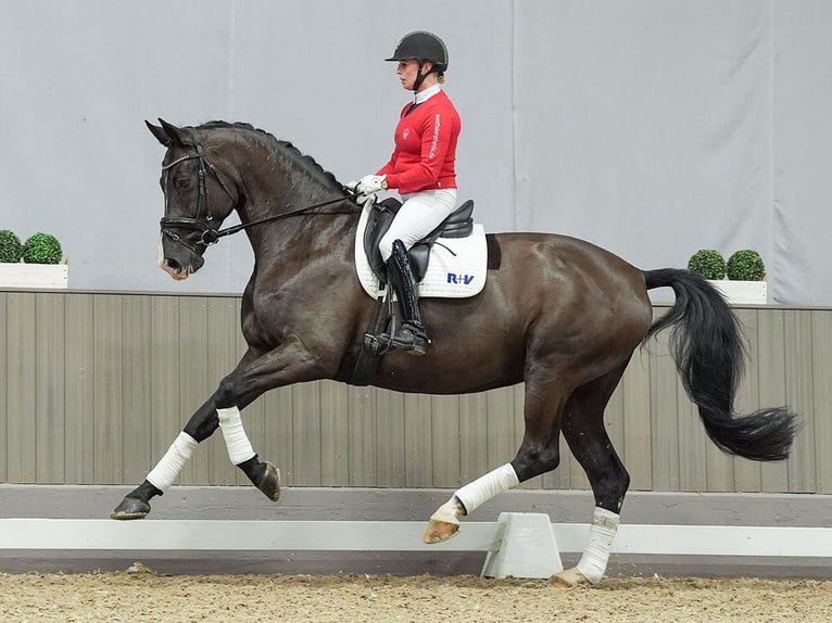 German Sport Horse Mare 6 years Black in Münster-Handorf