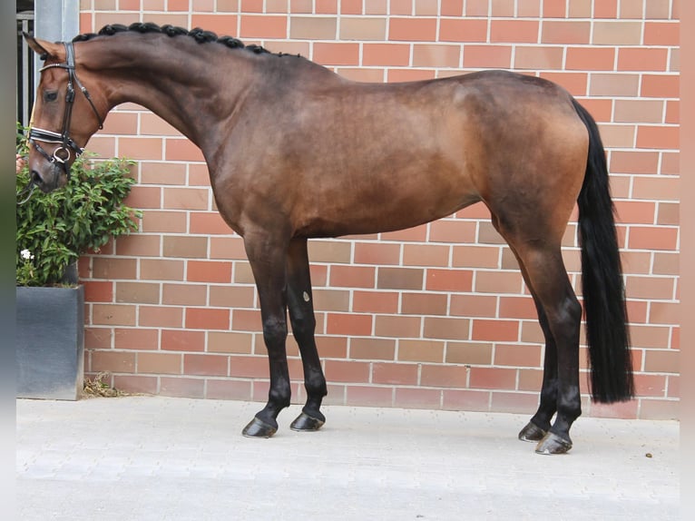 German Sport Horse Mare 6 years Brown in Vechta