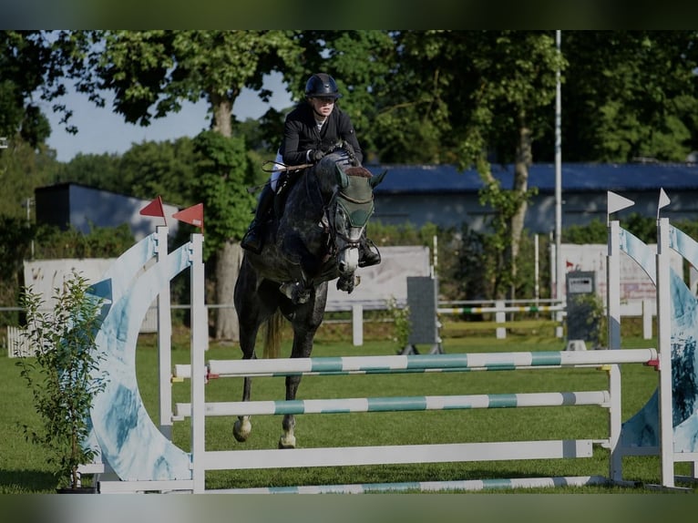 German Sport Horse Mare 6 years Grey-Dapple in Eppingen