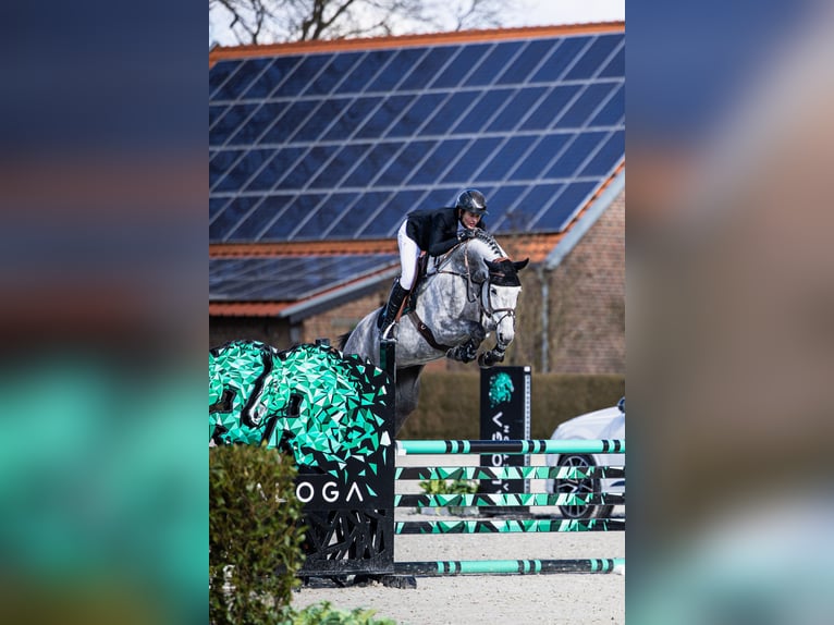 German Sport Horse Mare 6 years Grey in Opglabbeek