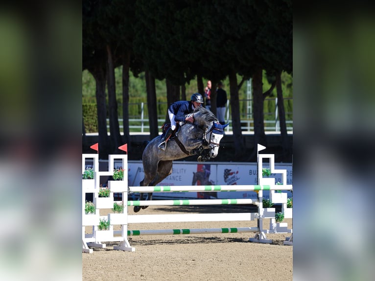 German Sport Horse Mare 6 years Grey in Opglabbeek