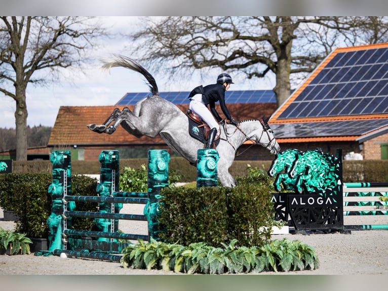 German Sport Horse Mare 6 years in Opglabbeek