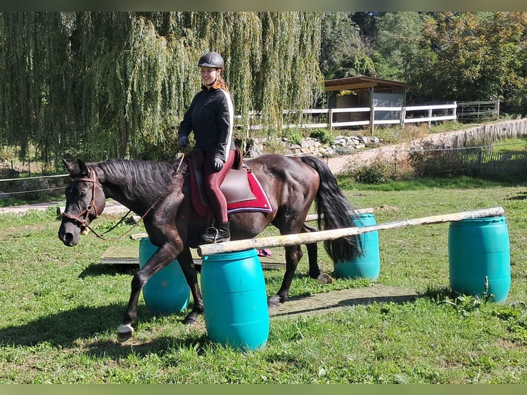 German Sport Horse Mare 7 years 15,2 hh Black in Bayerbach