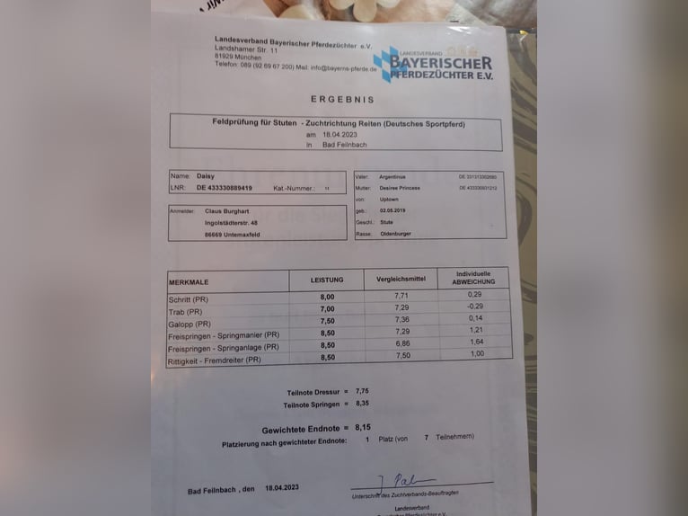 German Sport Horse Mare 7 years 15.2 hh Brown in Aichach