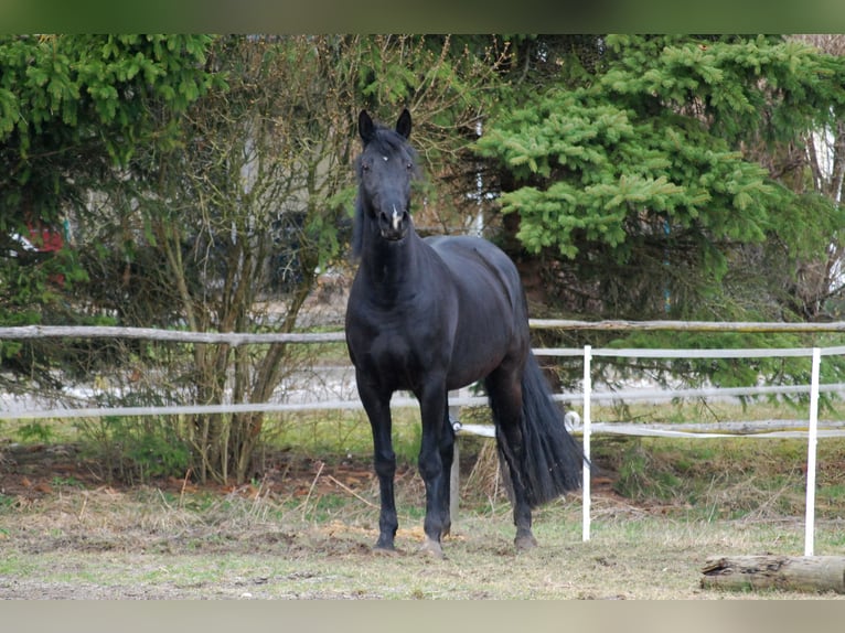 German Sport Horse Mare 7 years 15,3 hh Black in Mamming