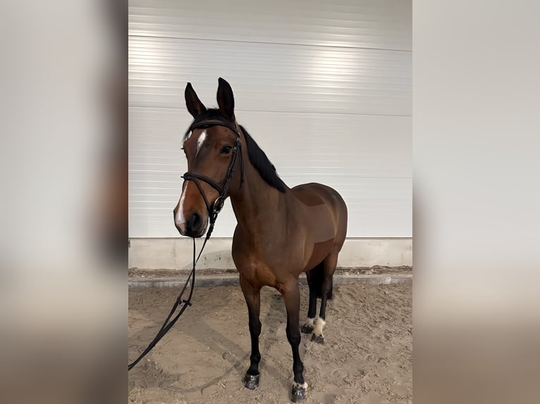 German Sport Horse Mare 7 years 15,3 hh Brown in Kamenz