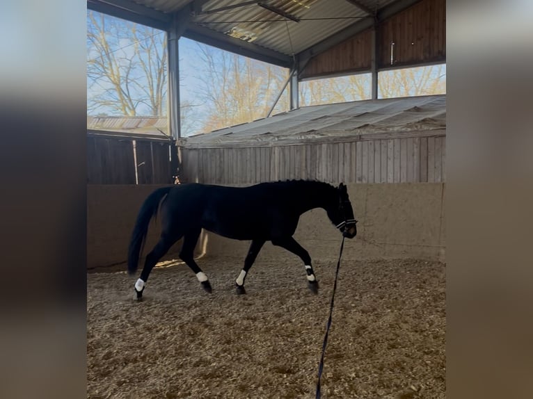 German Sport Horse Mix Mare 7 years 15,2 hh Black in Berlin