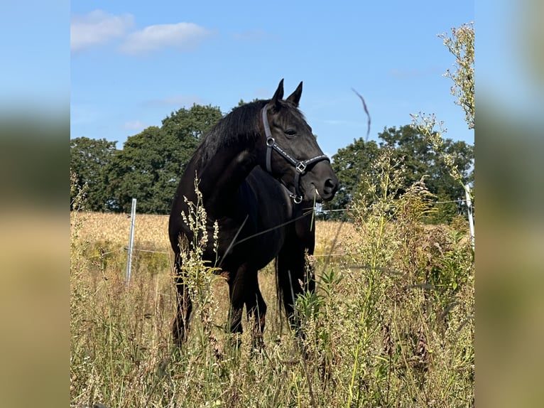 German Sport Horse Mix Mare 7 years 15,2 hh Black in Berlin