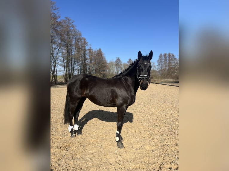 German Sport Horse Mix Mare 7 years 15,2 hh Black in Berlin