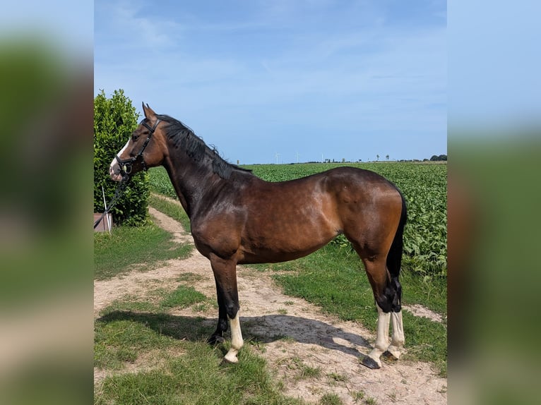 German Sport Horse Mare 7 years 15,2 hh Brown in Gangelt