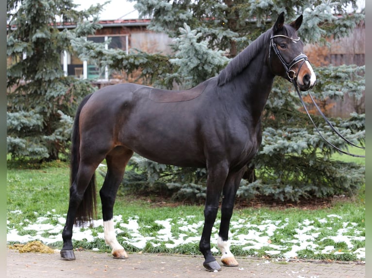 German Sport Horse Mare 7 years 16,1 hh Bay-Dark in Schwäbisch Hall