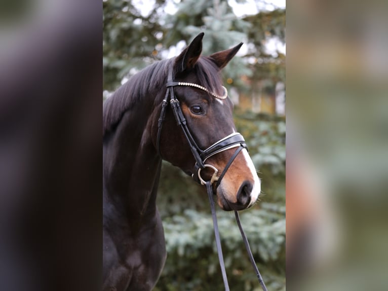 German Sport Horse Mare 7 years 16,1 hh Bay-Dark in Schwäbisch Hall