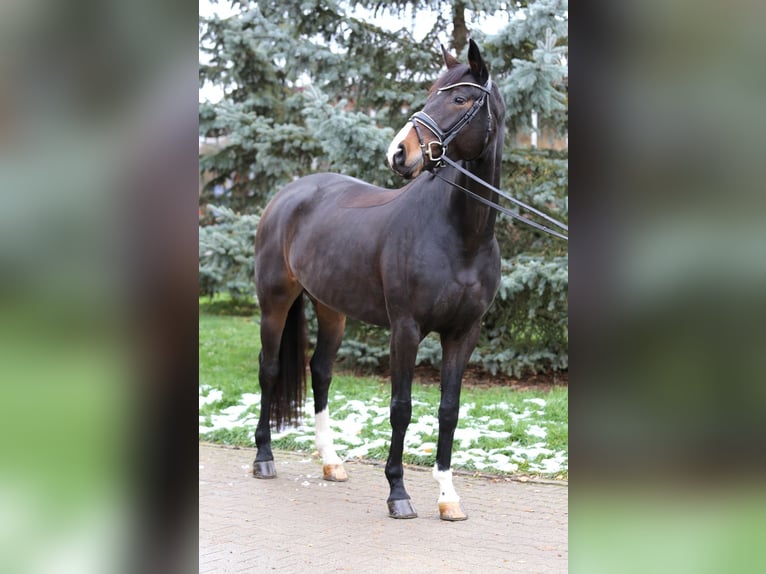 German Sport Horse Mare 7 years 16,1 hh Bay-Dark in Schwäbisch Hall