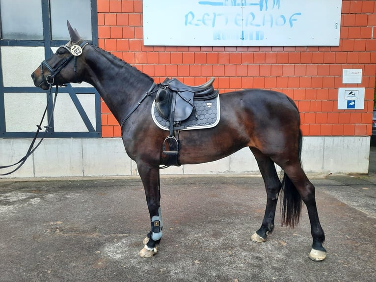 German Sport Horse Mare 7 years 16.1 hh Bay-Dark in Wölfis