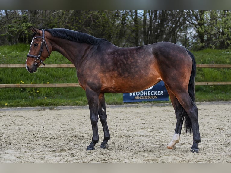 German Sport Horse Mare 7 years 16,1 hh Bay-Dark in Riedstadt