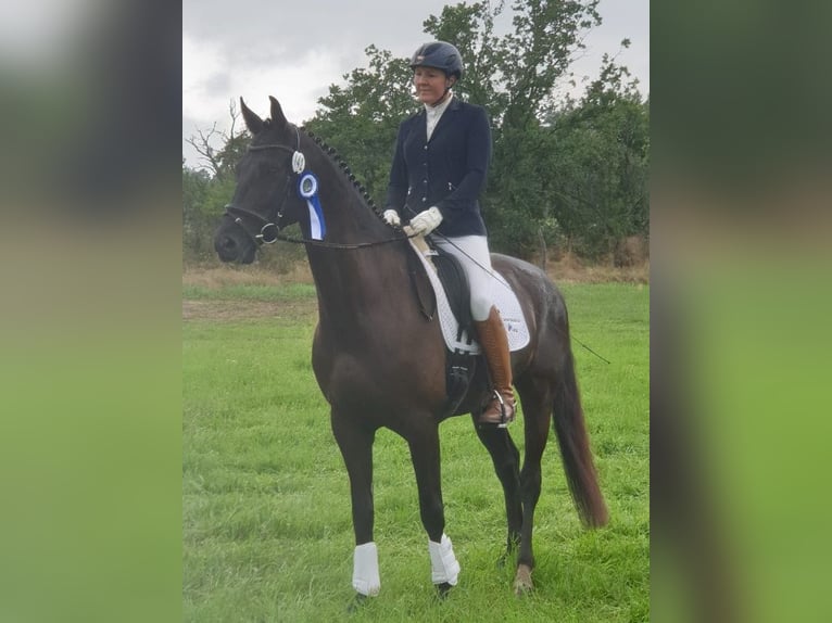 German Sport Horse Mare 7 years 16,1 hh Black in Potsdam