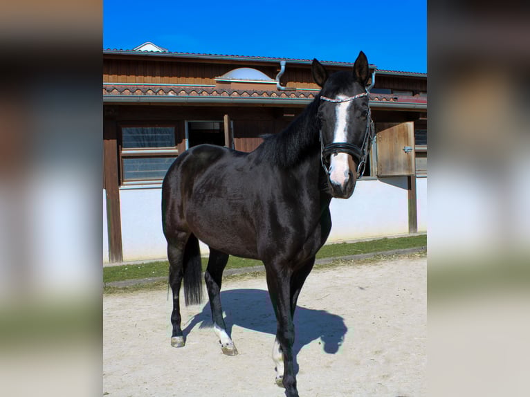 German Sport Horse Mare 7 years 16.1 hh Black in Giengen an der Brenz