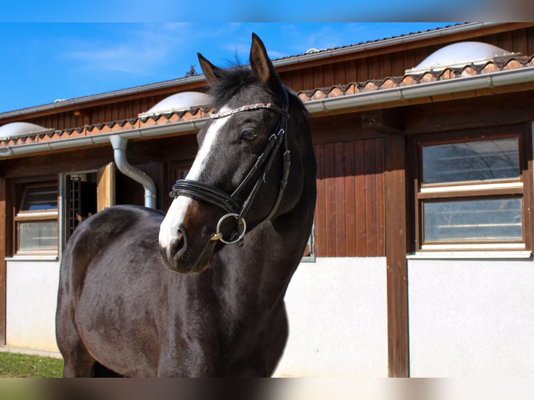 German Sport Horse Mare 7 years 16.1 hh Black in Giengen an der Brenz