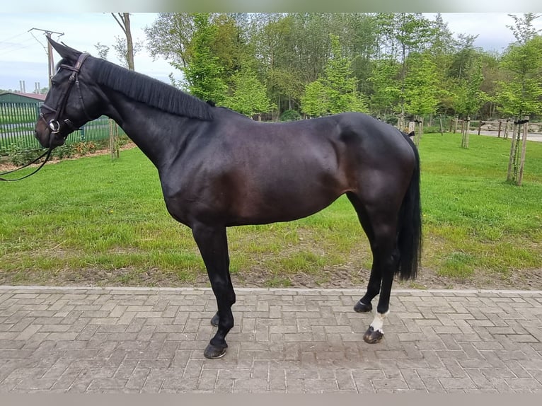 German Sport Horse Mare 7 years 16,1 hh Black in Wettrup