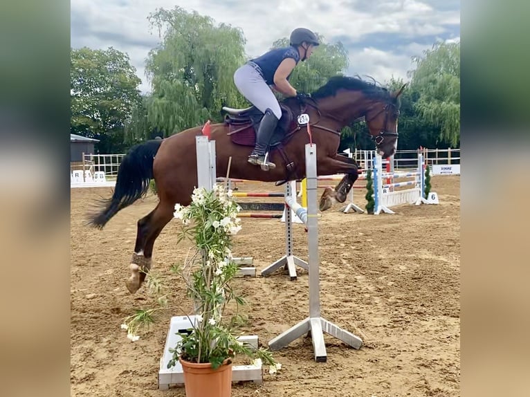 German Sport Horse Mare 7 years 16,1 hh Brown in Mühlacker