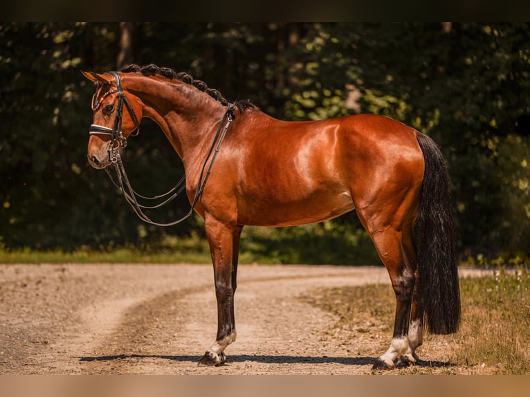 German Sport Horse Mare 7 years 16.1 hh Brown in Wehringen