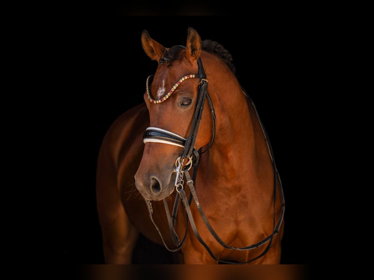 German Sport Horse Mare 7 years 16.1 hh Brown in Wehringen