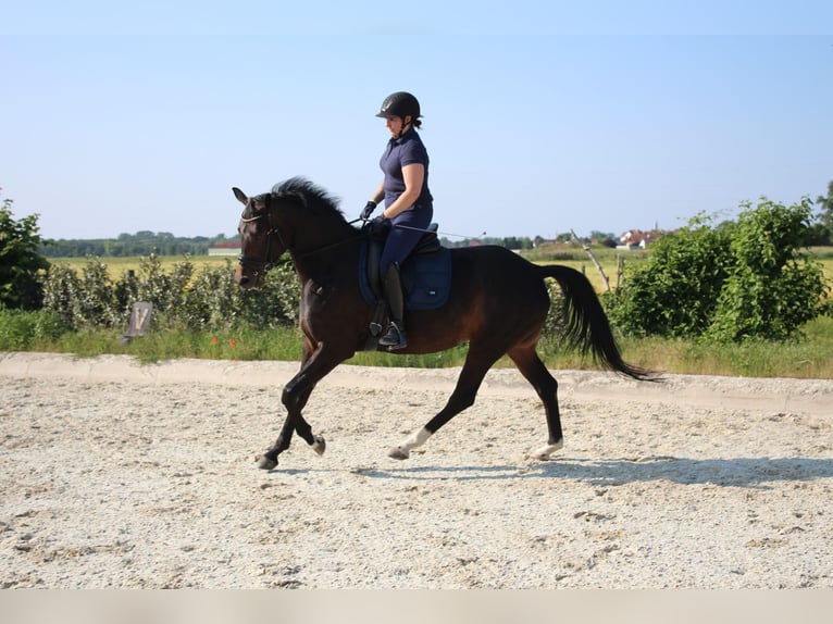 German Sport Horse Mare 7 years 16.1 hh Brown in Hornstein