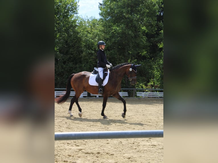 German Sport Horse Mare 7 years 16.1 hh Brown in Osburg