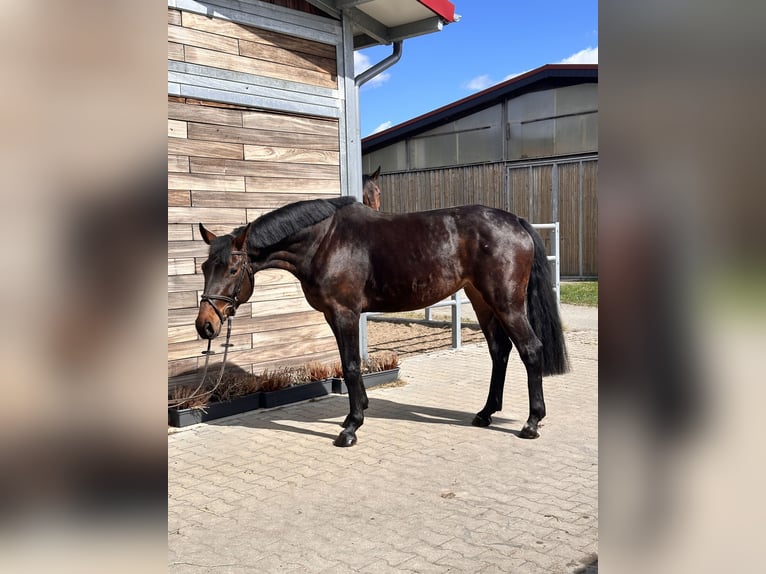 German Sport Horse Mare 7 years 16.1 hh Brown in Leipzig
