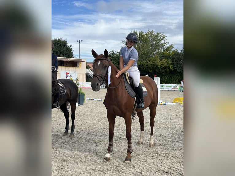 German Sport Horse Mare 7 years 16,1 hh Chestnut-Red in Viernheim