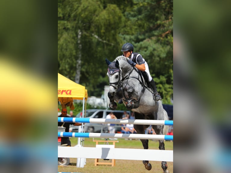 German Sport Horse Mare 7 years 16,1 hh Gray in Neunkirchen
