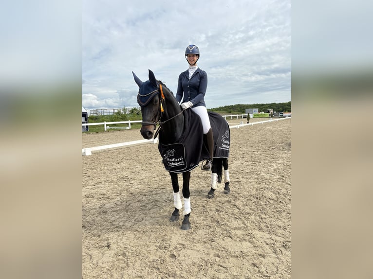 German Sport Horse Mare 7 years 16,1 hh Smoky-Black in Delbrück