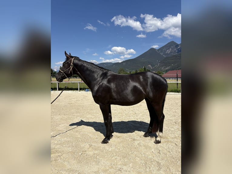 German Sport Horse Mare 7 years 16.1 hh Smoky-Black in Unterperfuss