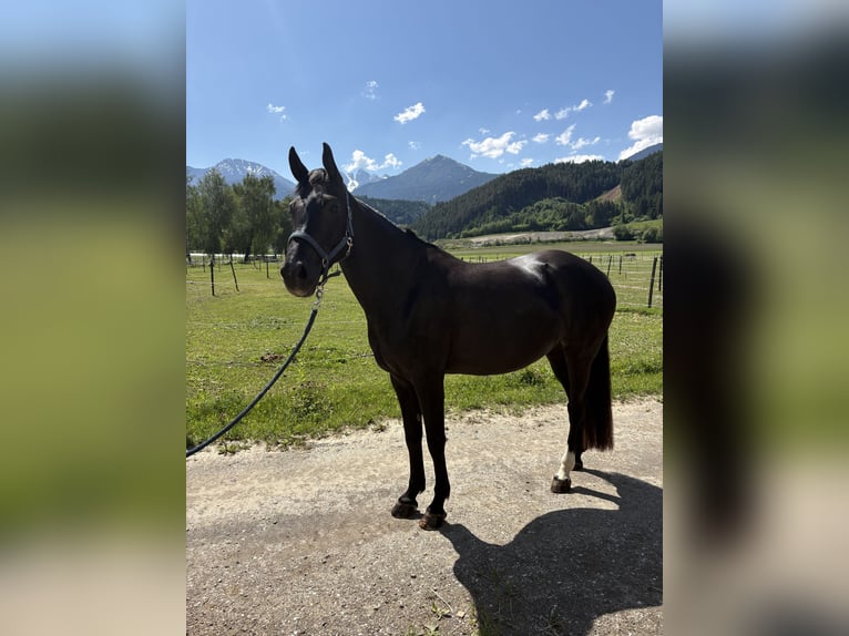 German Sport Horse Mare 7 years 16.1 hh Smoky-Black in Unterperfuss