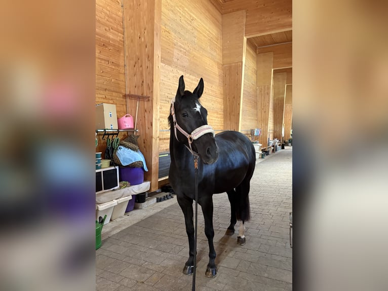 German Sport Horse Mare 7 years 16.1 hh Smoky-Black in Unterperfuss