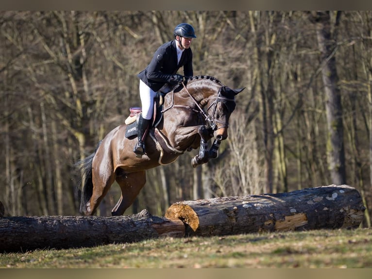 German Sport Horse Mare 7 years 16.1 hh Smoky-Black in Moritzburg