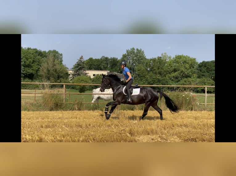 German Sport Horse Mare 7 years 16,1 hh Smoky-Black in Nordhausen