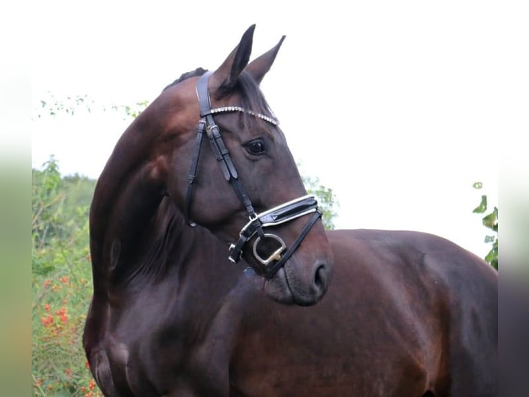 German Sport Horse Mare 7 years 16,2 hh Bay-Dark in Burgthann