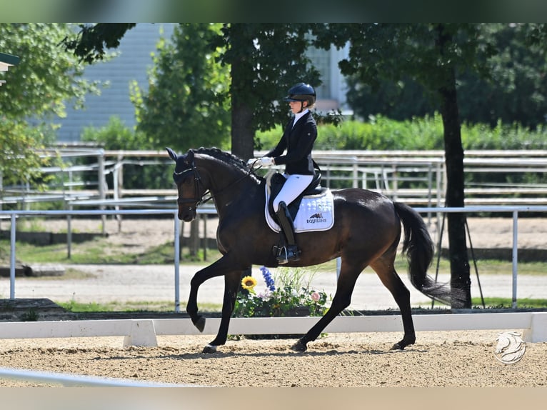 German Sport Horse Mare 7 years 16.2 hh Bay-Dark in Regensburg
