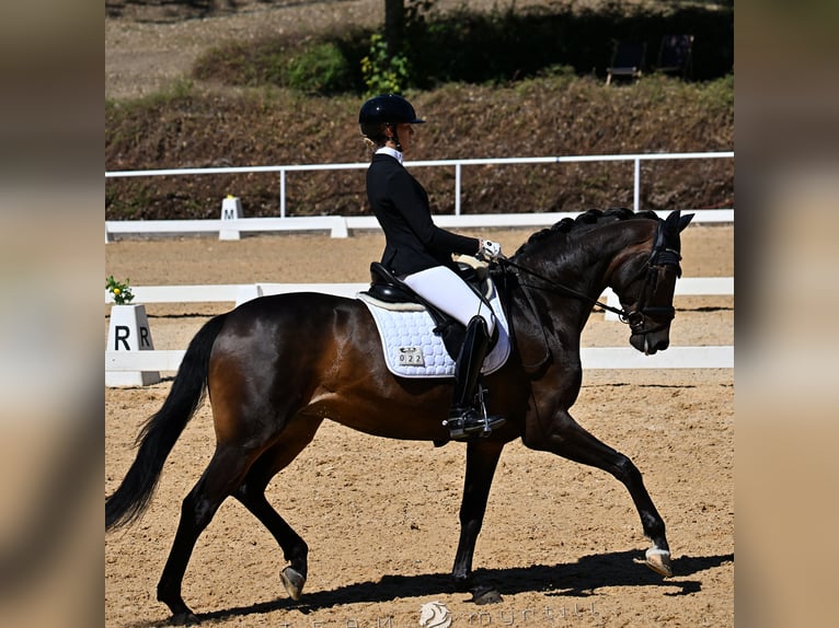 German Sport Horse Mare 7 years 16.2 hh Bay-Dark in Regensburg