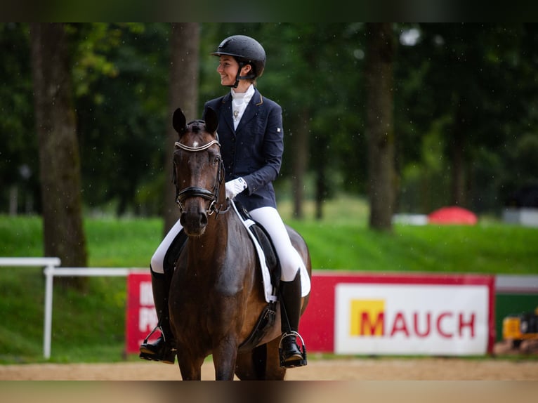 German Sport Horse Mare 7 years 16,2 hh Bay-Dark in Neuhaus am Inn