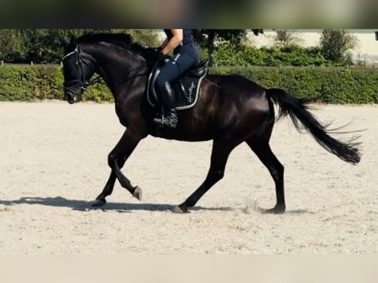 German Sport Horse Mare 7 years 16,2 hh Black in Taucha